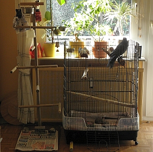 Blachys Vogelk&auml;fig